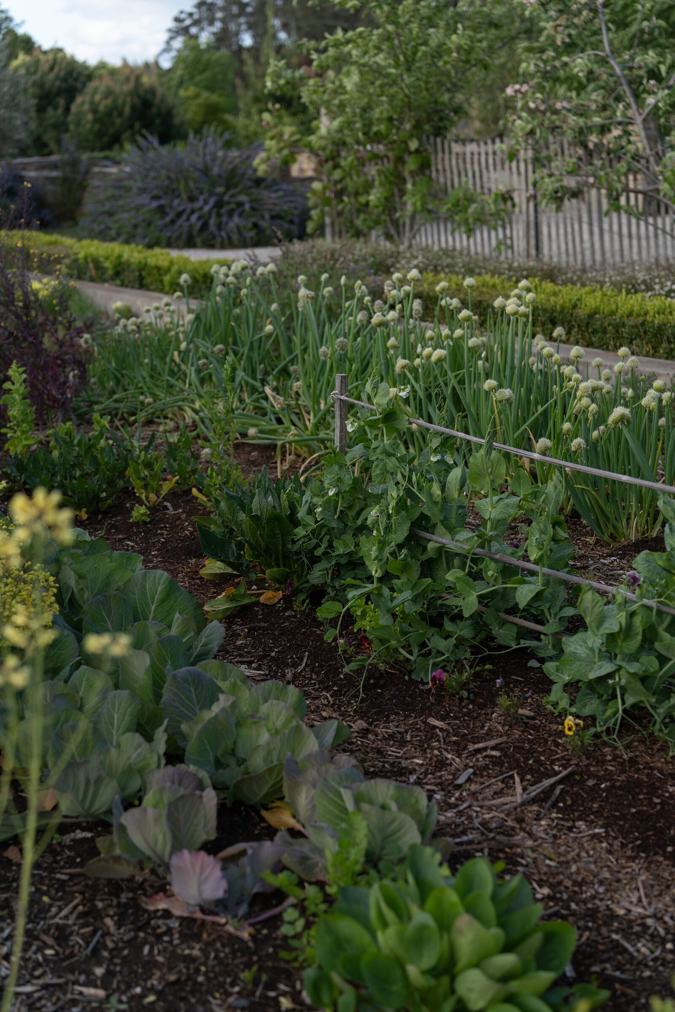 The Kitchen Garden — Stonewalls Musk